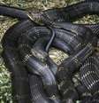 Cobra-do-mar-pelágio é bem venenosa  Foto: Pixabay