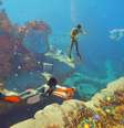 Subnautica 2 vende 2 milhões em 12 horas e ultrapassa 600 mil jogadores simultâneos  Foto: Reprodução / Unknown Worlds