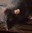Estudos de vigilância ambiental indicam que espécies como o rato de esgoto (Rattus norvegicus) e o rato de telhado (Rattus rattus) se adaptam rapidamente a diferentes ambientes, desde regiões portuárias até condomínios residenciais - depositphotos.com / aboikis Foto: Giro 10