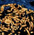O Ebola, que se acredita ter se originado em morcegos, pode causar sangramento grave e falência de órgãos  Foto: DW / Deutsche Welle