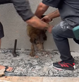 Cachorra Pandora estava dentro de uma parede em uma construção em Guarapuava  Foto: Reprodução/Facebook