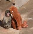 Abandonado pela mãe, nos primeiros dias de vida, Punch ficou isolado, convivendo apenas com a pelúcia  Foto: Reprodução/Redes sociais 