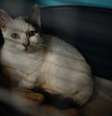 Um gato disponível para adoção em um abrigo na Sociedade Protetora dos Animais (SPA) de Gennevilliers, na periferia norte de Paris.  Foto: AFP - DIMITAR DILKOFF / RFI