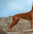 Características físicas e temperamento do pharaoh hound conquistam tutores Foto: Hanna Dymytrova-kaihila | Shutterstock / Portal EdiCase