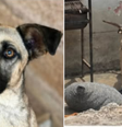 Cadela emociona ao ganhar um novo lar  Foto: Reprodução/Instagram/adotegavaa