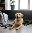 Deixar o cachorro sozinho por muitas horas pode fazer mal; entenda Foto: Freepik