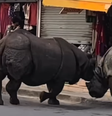 Rinocerontes brigam no meio da rua no Nepal  Foto: Reprodução/Instagram/sachinta108