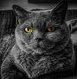 Gatos podem te ajudar a atrair prosperiedade  Foto: Pixabay