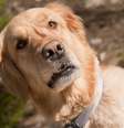 7 sinais de que seu cachorro está pedindo mais atenção (e como ajudá-lo) Foto: SaúdeLab / SaúdeLAB