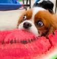 Frutas que o cachorro pode comer Foto: SaúdeLAB