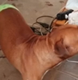 Pitbull salva idoso de ser agredido pelo próprio filho  Foto: Reprodução/TV TEM