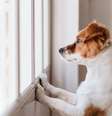 Ansiedade em cachorro: como identificar os sintomas e ajudar seu pet Foto: SaúdeLab / SaúdeLAB