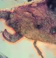 Imagem 1200x900 Recorte Crustaceo Foto: © Huag et al., Insetos 2026 / Xataka