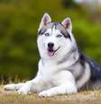 O husky siberiano é umas das raças russas mais populares do mundo, sendo muito ativo e sociável Foto: Sbolotova | Shutterstock / Portal EdiCase