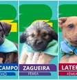 Pets ganham álbum no estilo Copa do Mundo para encontrar uma família  Foto: Reprodução/Instagram