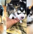 Filhotes de husky com cão salsicha viralizam e surpreendem milhões nas redes  Foto: Reprodução/TikTok