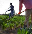 No sul da Itália, nos campos de frutas e hortaliças, os fazendeiros dependem cada vez mais da mão de obra estrangeira (foto ilustrativa).  Foto: © Aldo Pavan/Gettyimages / RFI