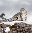 Discreto e silencioso, o leopardo-das-neves é raramente é visto na natureza Foto: Jim Cumming | Shutterstock / Portal EdiCase