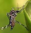 O Google solicitou permissão para liberar 32 milhões de mosquitos infectados. Eles vêm fazendo isso há anos, mesmo que você não tenha percebido. Foto: Xataka