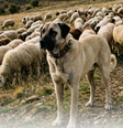 Kangal foi criado para proteger rebanhos contra lobos e ursos em regiões rurais da Turquia Foto: Reprodução/Instagram