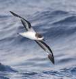 Petrel-das-bermudas - Wikimedia Commons/steve b Foto: Giro 10
