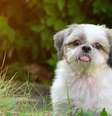 Entenda quais fatores influenciam a longevidade da raça Shih Tzu Foto: Shutterstock / Alto Astral