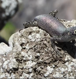 A pequena Mabuia-de-Noronha (_Trachylepis atlantica_) é um lagarto originário da África que evoluiu em Fernando de Noronha, ao longo de milhões de anos. Por seu isolamento, o arquipélago funciona um laboratório natural de evolução, e desperta grande interesse científico.  Foto: Vinicius Gasparotto, CC BY / The Conversation
