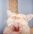 Algumas atitudes simples no dia a dia podem fazer toda a diferença para fortalecer a relação com o gato Foto: Svetlana Rey | Shutterstock / Portal EdiCase