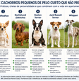 Cachorros pequenos de pelo curto Foto: SaúdeLAB