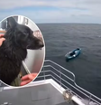 Cão à deriva em caiaque é resgatado após percorrer quase 5 km no mar na Inglaterra  Foto: Reprodução/ Facebook 