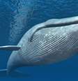 Conhecidas como "florestas flutuantes", as baleias armazenam toneladas de carbono ao longo da vida e contribuem para o equilíbrio climático do planeta - depositphotos.com / mic1805 Foto: Giro 10