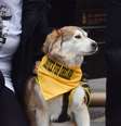 Um cachorro com uma bandana escrita 'Justiça por Orelha' participa de manifestação.  Foto: Vuk Valcic/SOPA Images/LightRocket via Getty Images