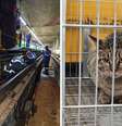 Funcionários do Metrô resgatam gato nos trilhos | Animal na gaiola após ser retirado dos trilhos  Foto: Foto: Divulgação | Metrô