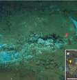 Uma região do Oceano Índico se tornou um cemitério de baleias há mais de 5 milhões de anos Foto: Reprodução/Nature