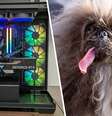 Cachorro dispara arma acidentalmente e PC gamer salva dono de possível tragédia Foto: Reprodução/PCGamer/Future Publishing/GettyImages/JoshEdelson