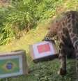 Onça pintada do Zoológico de Gramado foi para a caixa com a bandeira do Marrocos   Foto: Reprodução/RBS