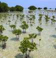 Árvores de mangue espalhadas pela água do mar rasa e clara, com conjuntos de árvores mais densos ao fundo Foto: Getty Images / BBC News Brasil