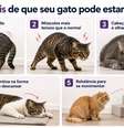 Gato com dor Foto: SaúdeLAB
