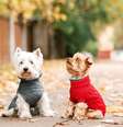 Descubra se é realmente para seu pet usar roupinha no frio  Foto: Shutterstock / Alto Astral