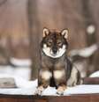 O shikoku é considerado um monumento natural do Japão Foto: Anastasiia Cherniavskaia | Shutterstock / Portal EdiCase