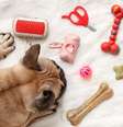Brinquedos interativos ajudam cães e gatos a gastarem energia física e mental dentro de casa  Foto: Canva / Bons Fluidos