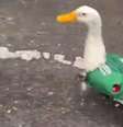 O pato Merlin é uma das sensações da Copa no México.  Foto: Reprodução/@AlertaMundoNews via X / Estadão