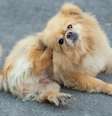 Em pets, se não tratadas corretamente, as doenças de ouvido podem evoluir para quadros graves e até neurológicos  Foto: Natee127/Getty Images / Bons Fluidos
