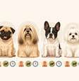 Cachorros para apartamento que ficam bem sozinhos Foto: SaúdeLAB