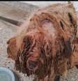 O resgate de Scooby foi ocorreu em 2025 e ele estava em estado grave de abandono, com anemia, infestação de pulgas e carrapatos, miíase e outras complicações de saúde - Reprodução/Redes Sociais Foto: Giro 10