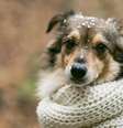 Pet sofre com o frio? Cuidados para adotar no inverno  Foto: Revista Malu