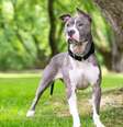 Personagens cativantes de X-Men inspiram nomes para cachorros Foto: Mary Swift | Shutterstock / Portal EdiCase
