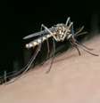 Diga adeus aos mosquitos: aprenda o truque do papel higiênico. Foto: Xataka