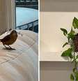 Passarinho invade casa e faz ninho em planta  Foto: Reprodução | Instagram