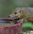 Pequenos mamíferos insetívoros que produzem saliva com toxinas._depositphotos.com / alenthien Foto: Giro 10